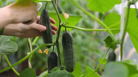 Picking by knife ripe cucumbers in farm greenhouse, harvest of organic vegetable Video stock 201688136