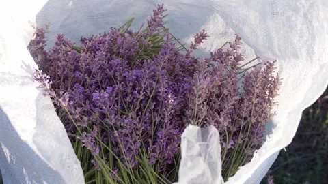 Picking lavender on the field. Cut lavender in a bag. Lavender Farm Stock Footage 288430017