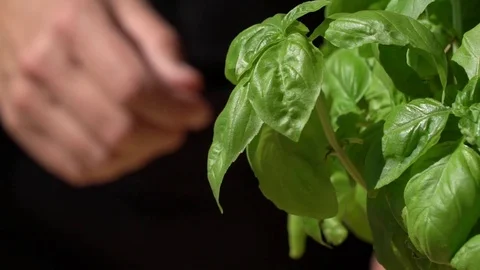 Picking leaf (basilicum) Stock Footage 77961135