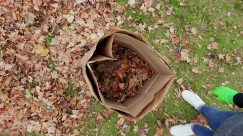 Picking Up Leaves and Placing Into Bag Overhead Stock Footage 81963970