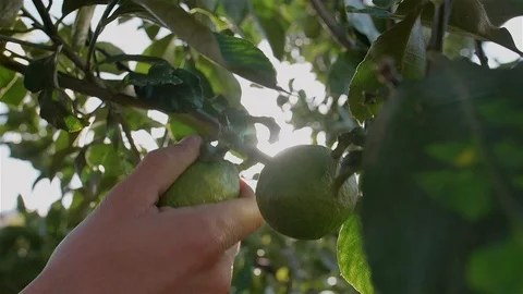 Picking lemon from lemon tree. Stock Footage 100586988