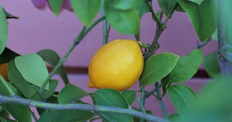 Picking Lemon from a Lemon Tree Stock Footage 232789979