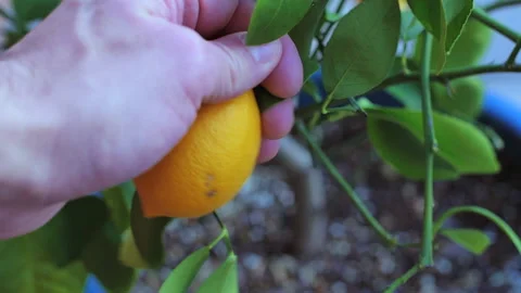 Picking a Lemon Tree Fruit Slomo Stock Footage 232791058