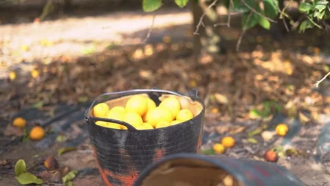 Picking lemons from citrus trees and farm workers Stock-Footage 265175389