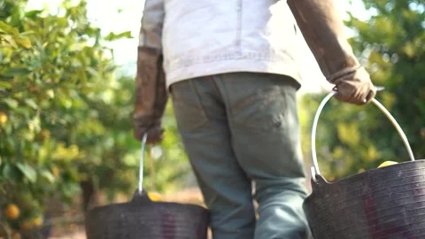 Picking lemons from citrus trees and farm workers Stock-Footage 265175390