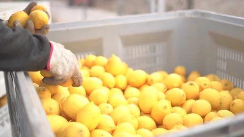 Picking lemons from citrus trees and farm workers Stock-Footage 265176660