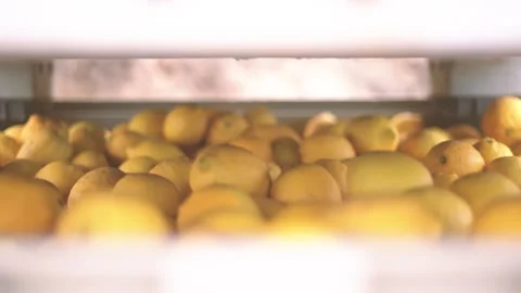 Picking lemons from citrus trees and farm workers 스톡 동영상 265176684
