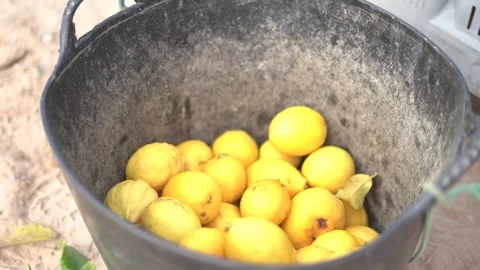 Picking lemons from citrus trees and farm workers 스톡 동영상 265176707