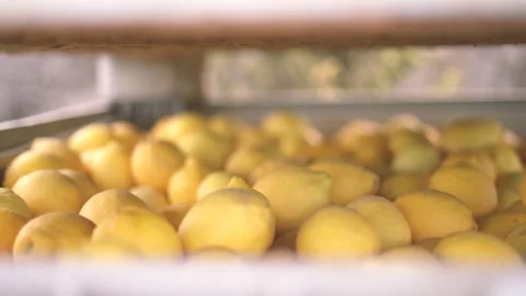 Picking lemons from citrus trees and farm workers Stock Footage 265176710