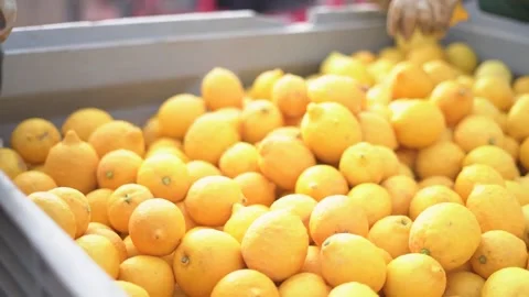 Picking lemons from citrus trees and farm workers 스톡 동영상 265176712