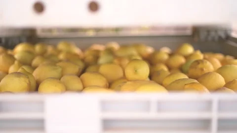 Picking lemons from citrus trees and farm workers Видео 265176717