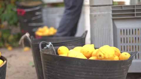 Picking lemons from citrus trees and farm workers Stock-Footage 265176805