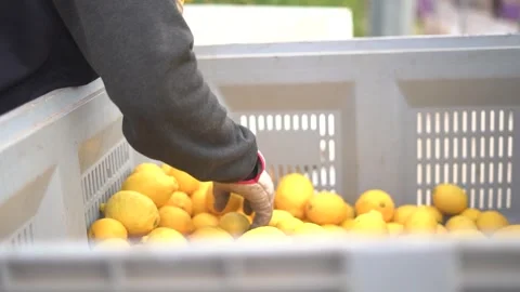 Picking lemons from citrus trees and farm workers Vídeos de archivo 265176806