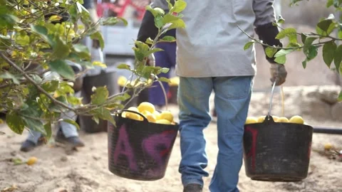 Picking lemons from citrus trees and farm workers Stock-Footage 265177054