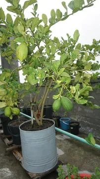 Picking lemons Stock Photos