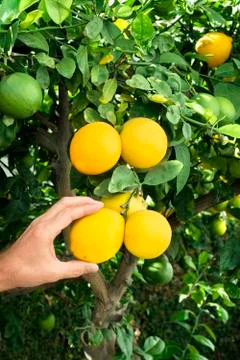 Picking lemons from tree Stock Photos