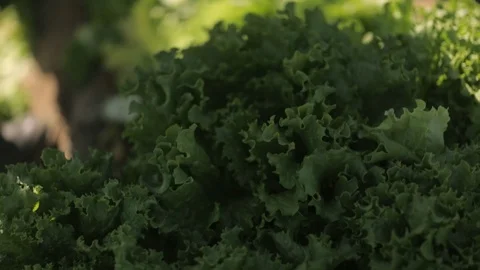 Picking Lettuce for the Grocery Store Stock Footage 95614377