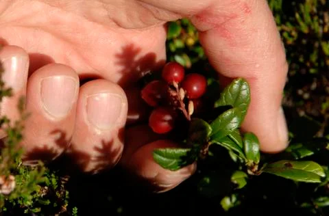 Picking lingonberries Stock Photos