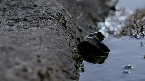 Picking up litter along river Stock Footage 92501520