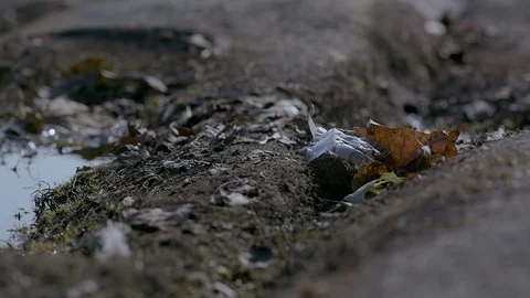 Picking up litter CU Video stock 92501697