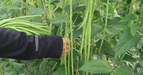 Picking long bean plants in vegetable garden Stock Footage 263668680