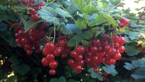 Picking a lot of red currant at once Stock Footage 93002498