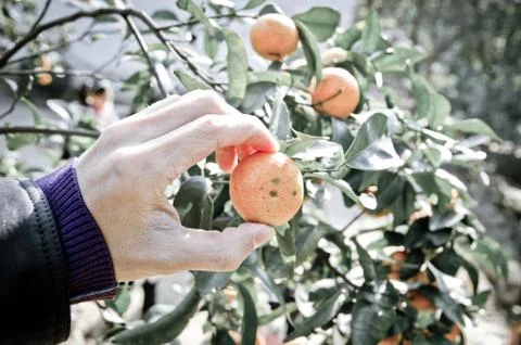 Picking mandarin orange Foto stock