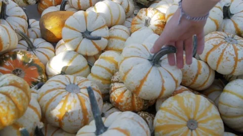 Picking up a mini-pumpkin at Pumpkin Patch - Halloween Stock Footage 42878942