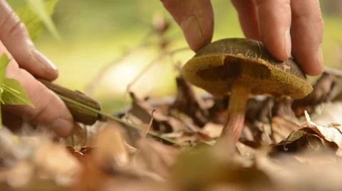 Picking mushroom. Stock Footage 44642030