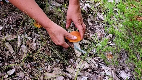 Picking a mushroom Video stock 247409029