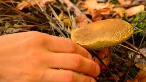 Picking mushroom in the forest, close up low angle view. Stock Footage 82677527