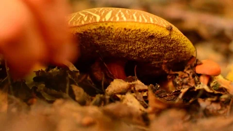 Picking mushroom in the forest, close up low angle view. Stock Footage 82677566