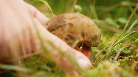 Picking mushroom in the forest Stock Footage 164591966