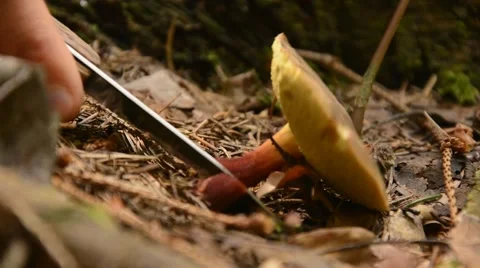 Picking mushroom in summer forest. Stock Footage 44641282