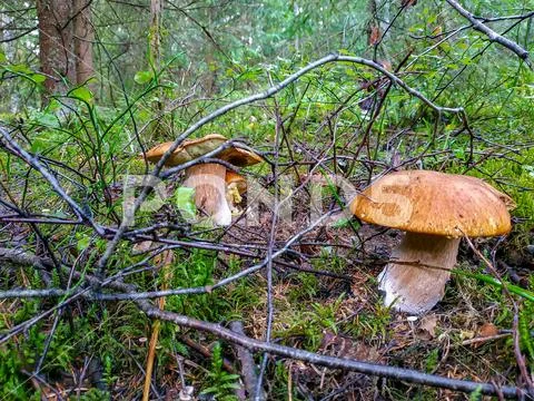 Picking mushrooms and cranberries in the forest in early autumn. Last sunny Stock Photos