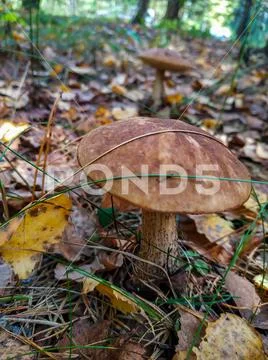 Picking mushrooms and cranberries in the forest in early autumn. Last sunny Stock Photos