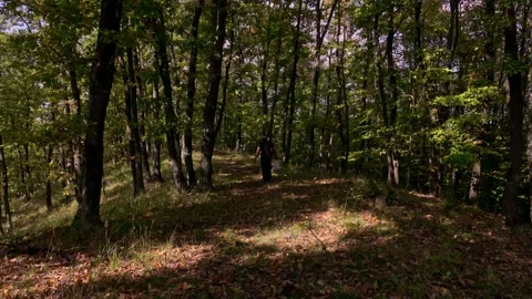 Picking mushrooms in autmn forest Stock Footage 220737035