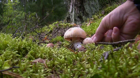 Picking mushrooms Vídeos de archivo 25334869
