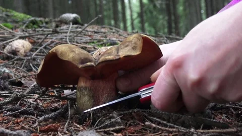 Picking mushrooms Stock-Footage 79008653
