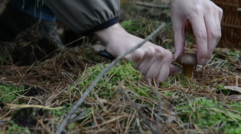 Picking up mushrooms in forest 스톡 동영상 35522975