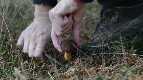 Picking up mushrooms in forest 스톡 동영상 35641287