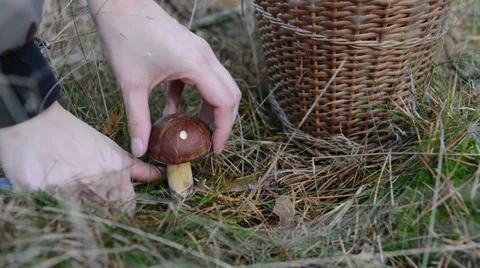 Picking up mushrooms in forest 스톡 동영상 35740208