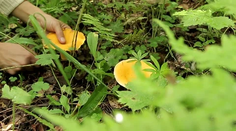 Picking mushrooms in the forest Stock Footage 66270894