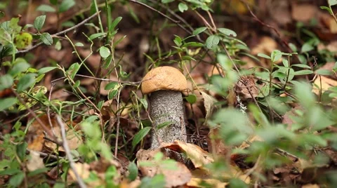 Picking mushrooms in the forest Video stock 67830945
