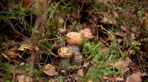Picking mushrooms in the forest Video stock 67830957