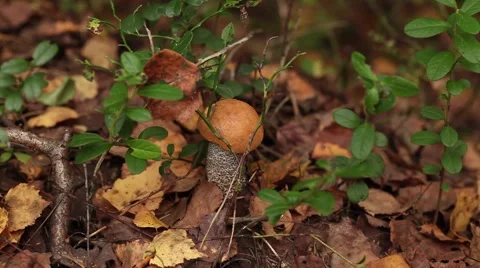 Picking mushrooms in the forest Video stock 67830962