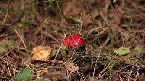 Picking mushrooms in the forest Video stock 67830973