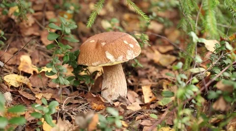 Picking mushrooms in the forest Video stock 67830988