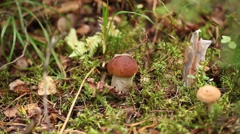 Picking mushrooms in the forest Video stock 67830989