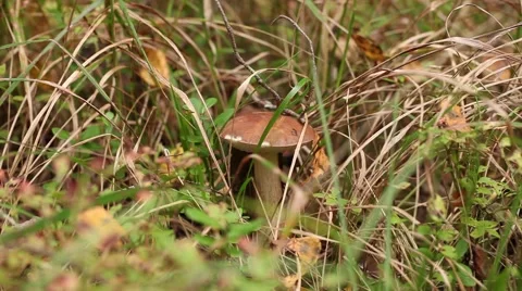 Picking mushrooms in the forest Video stock 67831056